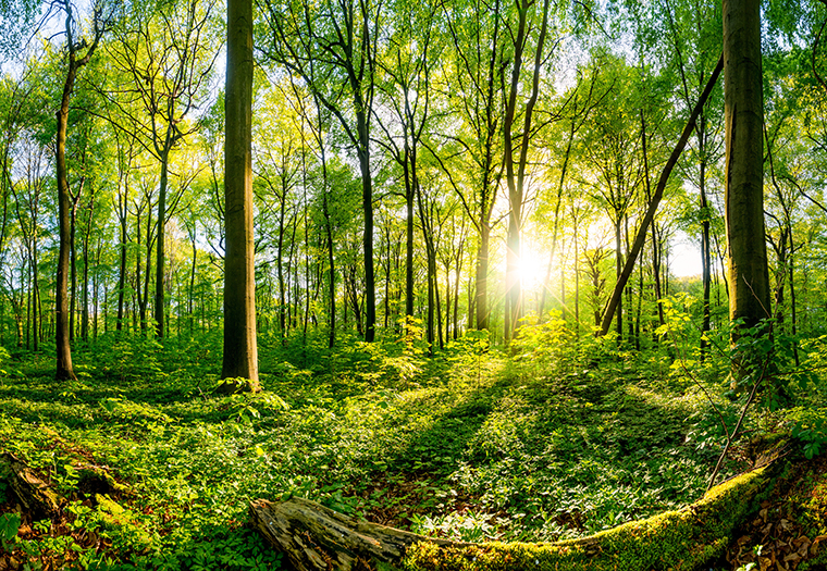 Šumski plodovi napunili kasu Šuma RS