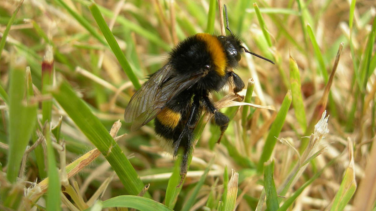 Srbija trguje puževima, bumbarima i zmijama