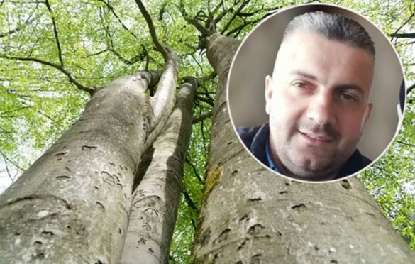 Detalji pogibije šumara: Bukva usmrtila oca dvoje djece