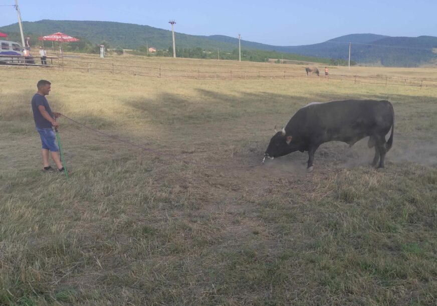 Počeo 58. Kočićev zbor na Manjači: Atmosfera se zahuktava, bikovi oštre rogove, večeras se očekuje lom pod šatorima