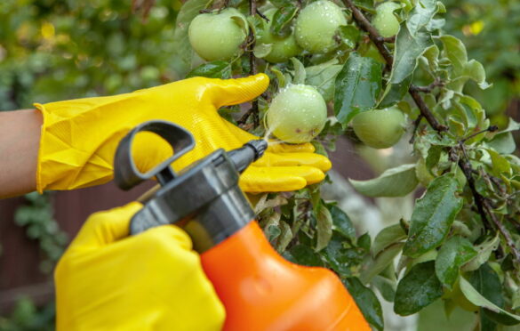 U hrvatskom voću otkriven zabranjeni pesticid posebno opasan za djecu