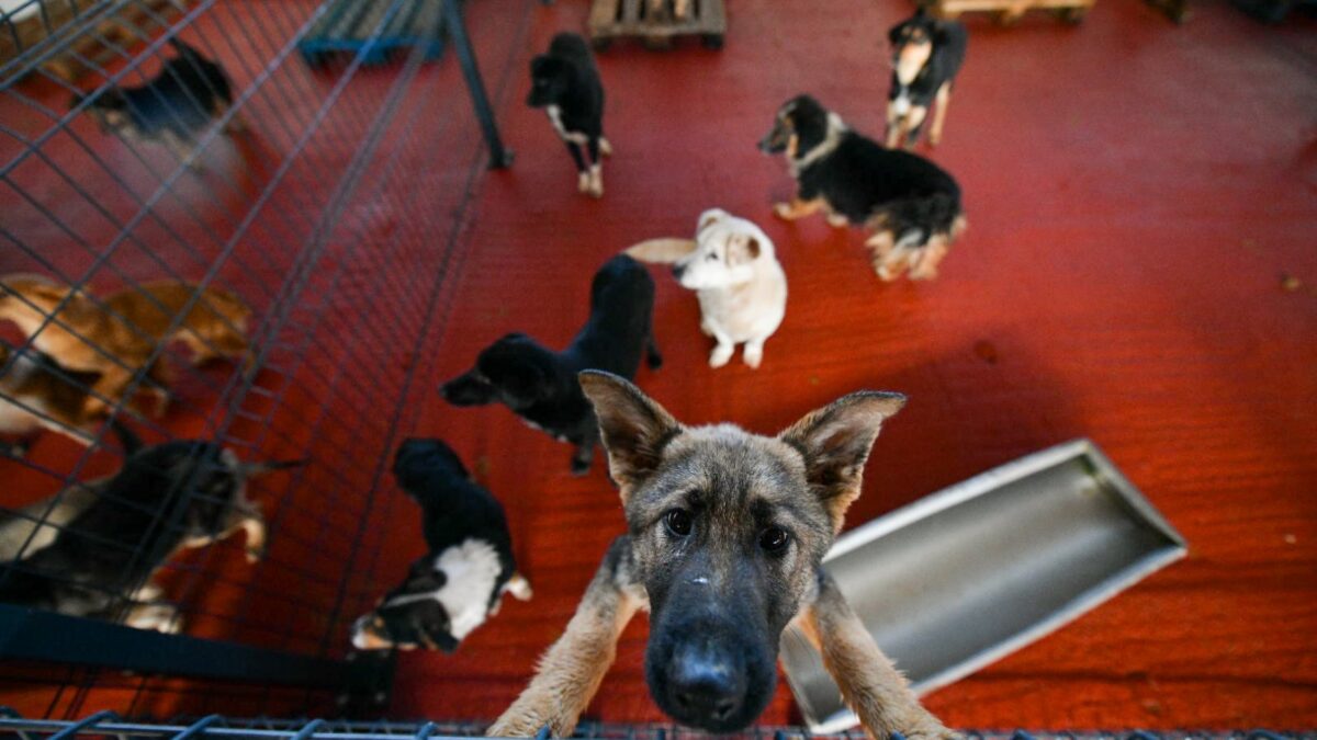 Azil na Manjači dobio sedam novih boksova