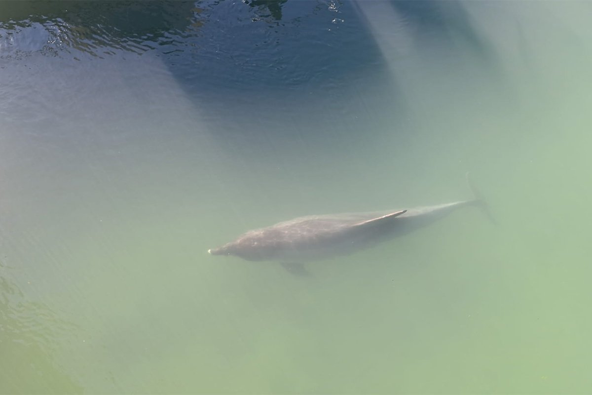 Dobri delfin uočen u rijeci Jadro kod Solina