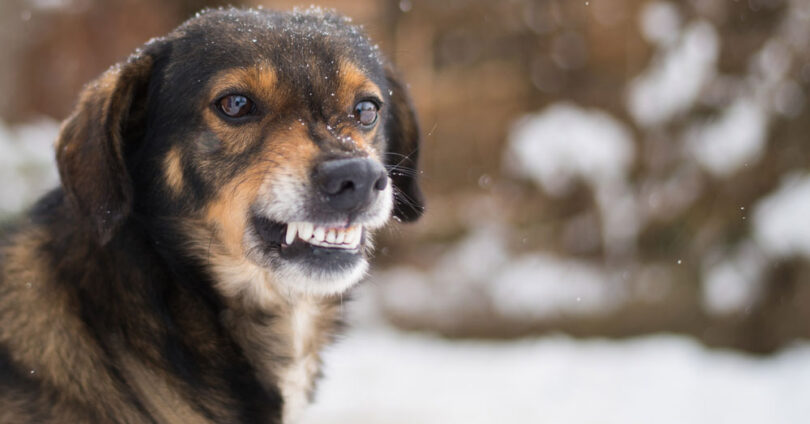 Psi pobjegli iz boksa i napali muškarca i dvije maloljetnice