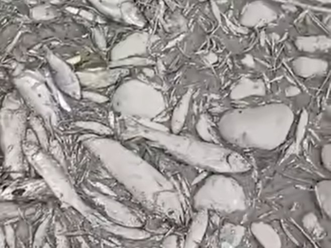Suša uzela danak, na ušću Turjanice u Vrbas nema vode ni za ribe (VIDEO)