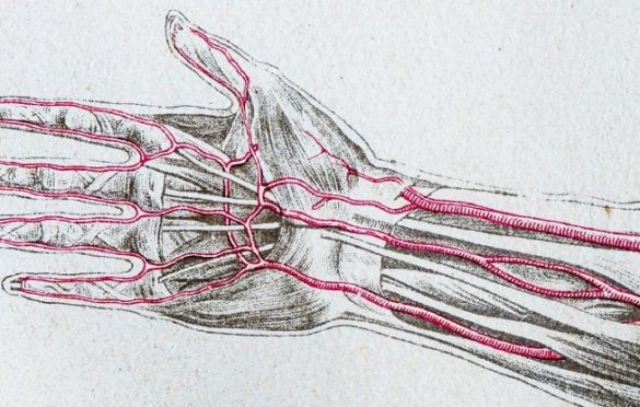 Evolucija se nastavlja: Sve više ljudi u ruci ima dodatnu arteriju