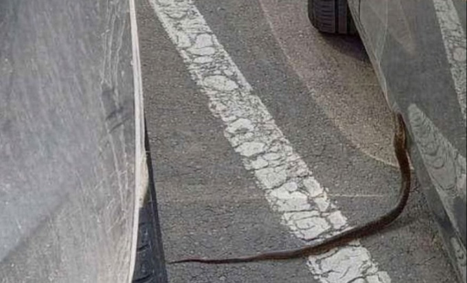 Građani šokirani neprijatnim prizorima! Kroz Banjaluku “paradiraju” pacovi i zmije