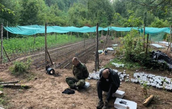 Akcija ” Escobar” otkrila kamp sa oko 6.000 stabljika droge