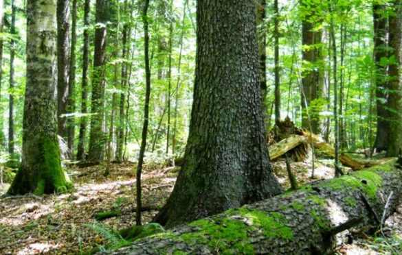 Prašumu Janj UNESCO proglasio prirodnim dobrom od svjetskog značaja