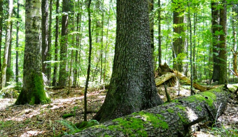 Prašumu Janj UNESCO proglasio prirodnim dobrom od svjetskog značaja