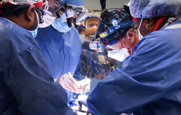 Prvi put urađena transplantacija genetski modificiranog srca svinje na čovjeka