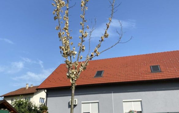 Sadnice se osušile: Tužna slika na banjalučkom tranzitu