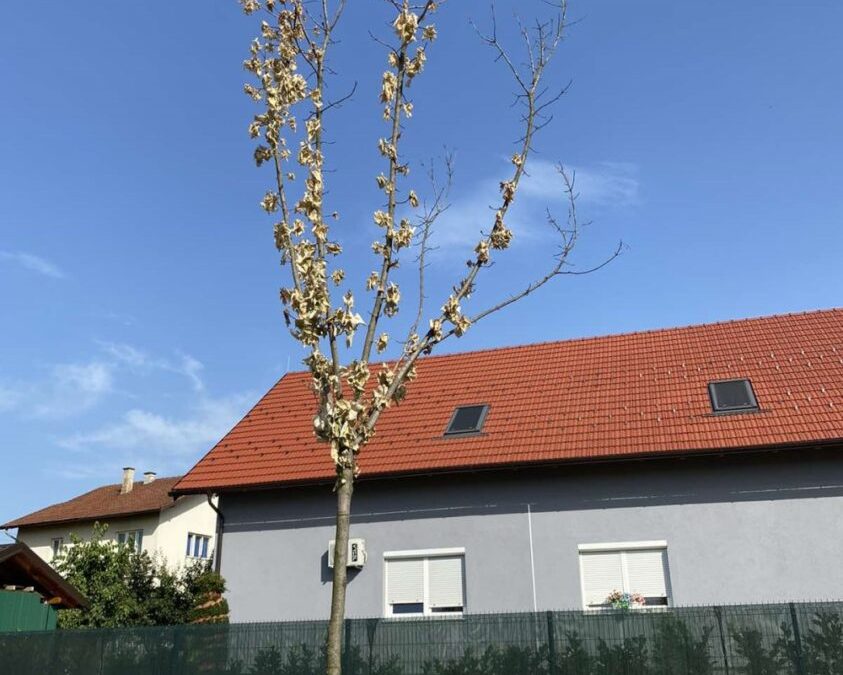 Sadnice se osušile: Tužna slika na banjalučkom tranzitu