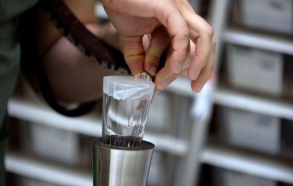 Naučnici od zmijskog otrova napravili ljepilo za ekspresno zaustavljanje krvarenja