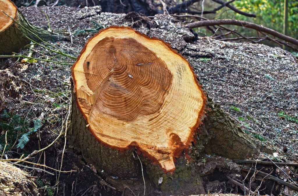 “Izrada analize u toku” Dva i po mjeseca utvrđuju odgovornost za loše poslovanje “Šuma RS”