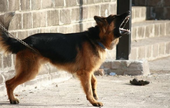 Pas ugrizao ženu i dijete u Banjaluci