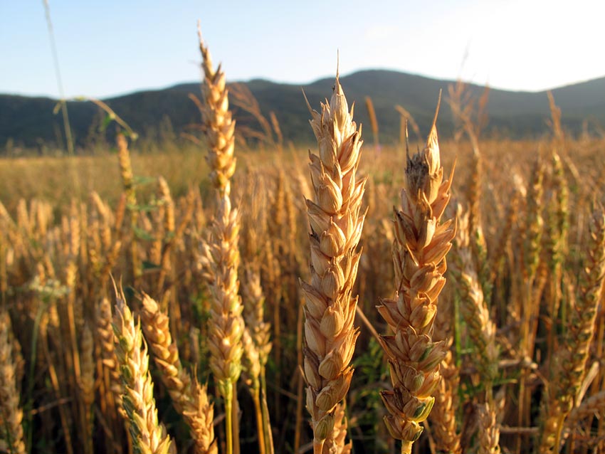 Zbog rata nema pšenice