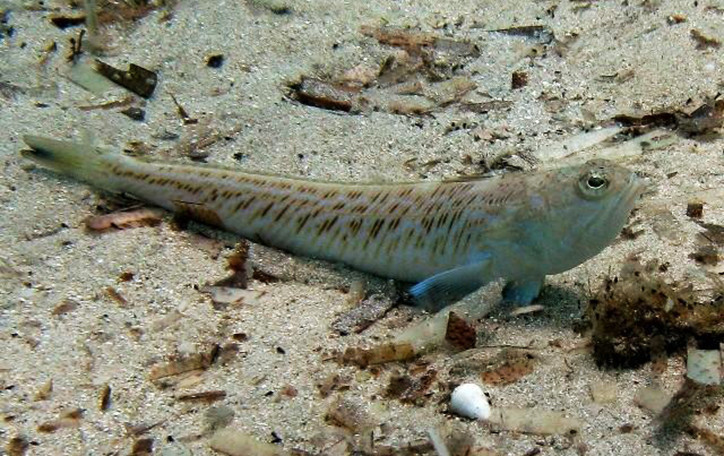 U Jadranu se opet pojavila otrovna “riba Dragana”