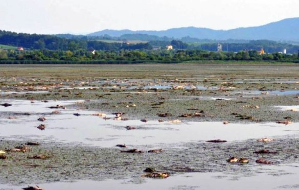 Uginulu ribu odvoze u ponedjeljak