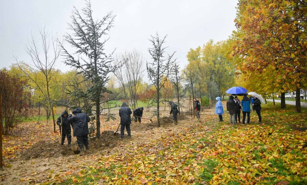 Uskoro počinje proljećna sadnja drveća: Plan je obuhvatiti što više naselja