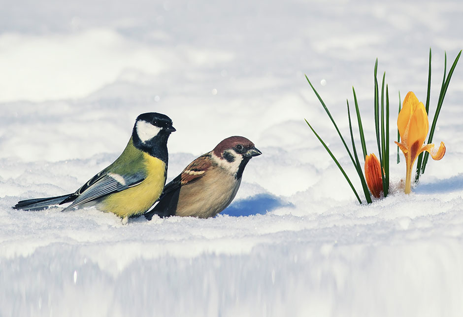 Uskoro stiže snijeg