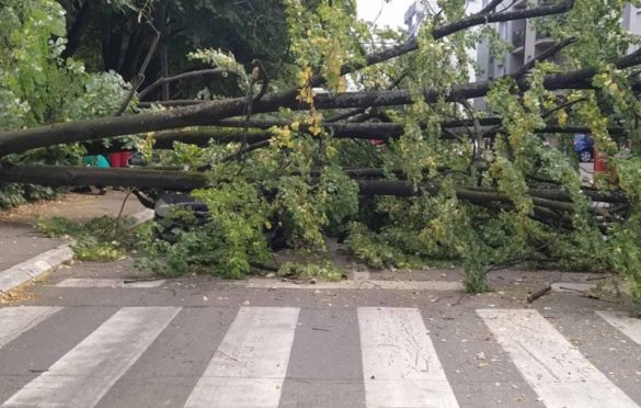 Uklonjeno oboreno stablo sa ulice: Potrebno izraditi katastar zelenih površina
