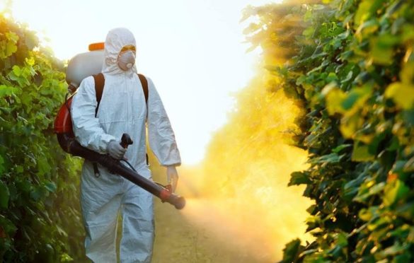 Nepoželjni insekti: Sutra akcija uništavanja larvi komaraca